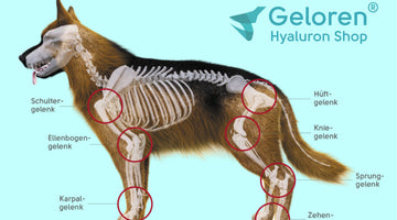 Hüftgelenksdysplasie (HD) beim Hund: Kann zusätzliches Hyaluronsäure Futter helfen?