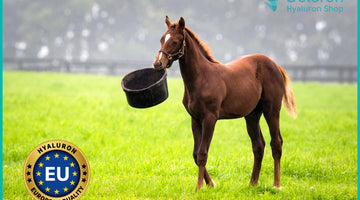 Hyaluronsäure-Futterzusatz bei Gelenkproblemen von Pferden