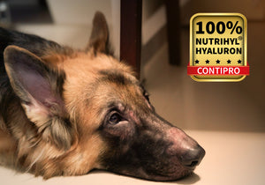 Wirkeffizienz hochmolekularer Hyaluronsäure im Zusatzfutter für Hunde