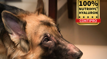 Wirkeffizienz hochmolekularer Hyaluronsäure im Zusatzfutter für Hunde