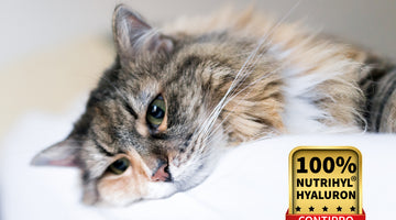 Arthrose bei Katzen: Die Gelenkfunktion mit Hyaluronsäure verbessern