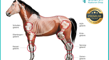 Das Knacken in Gelenken von Pferden: Lahmheit & Arthrose (Spat, Kissing Spines, Schale)