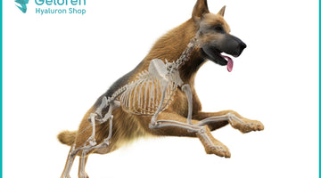 Arthrose: Hyaluronsäure bei schmerzende Hunde-Gelenken